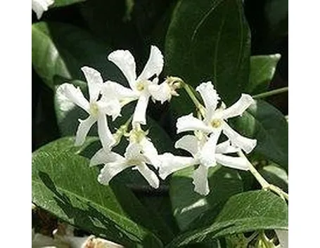 Gelsomino sempreverde (Trachelospermum jasminoides)2