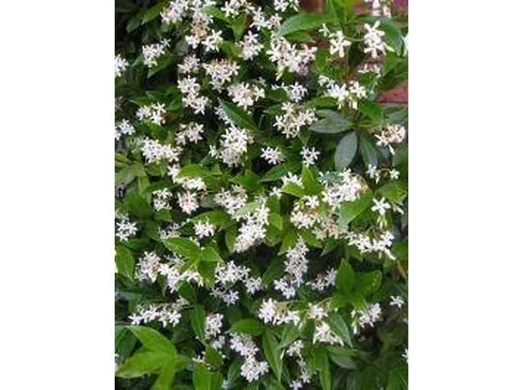fioritura gelsomino