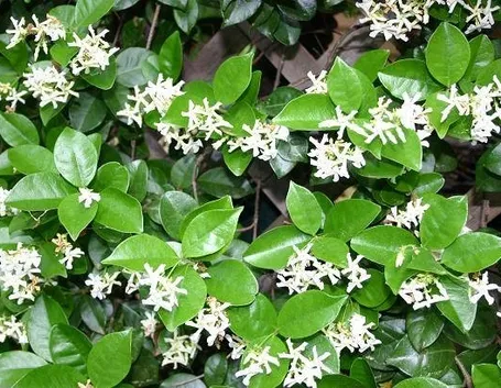 Fiori di gelsomino siciliano