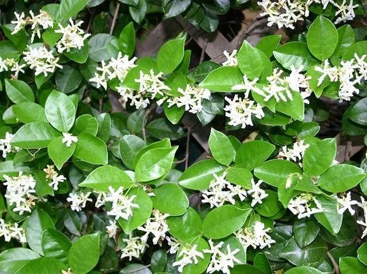 Fiori di gelsomino siciliano