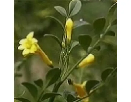 jasminum fruticans