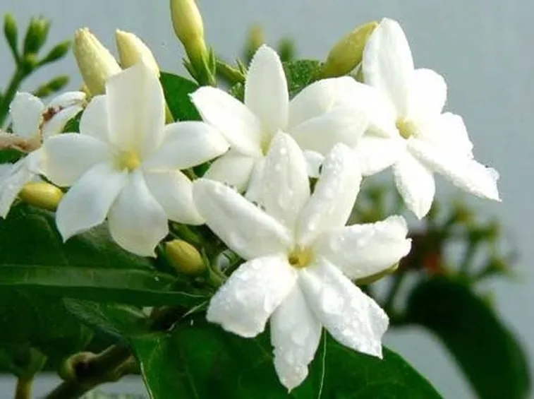 gelsomino