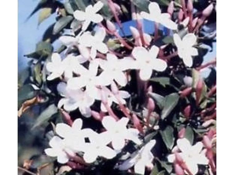 jasminum sambac