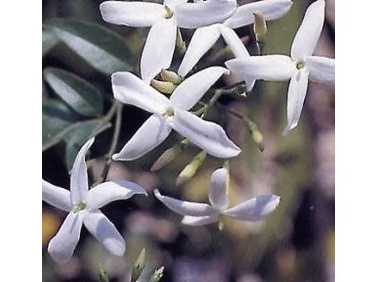 jasminum sambac