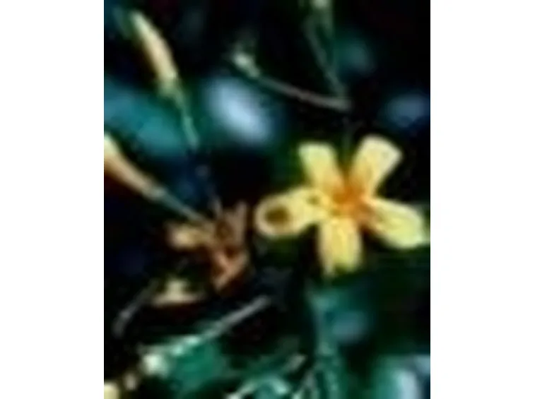 jasminum floridum