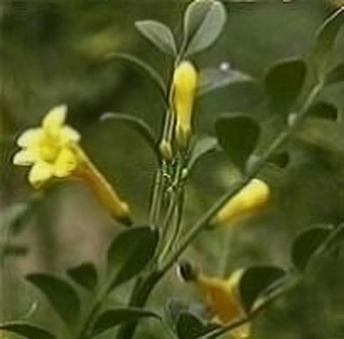 jasminum fruticans