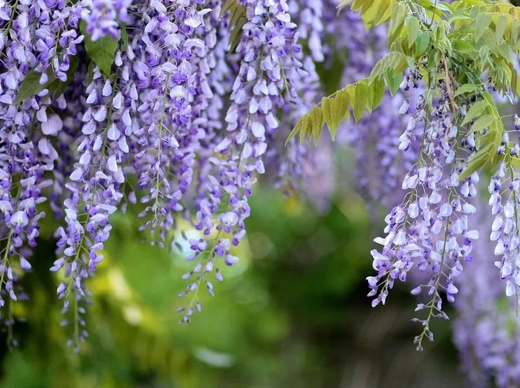 coltivare glicine