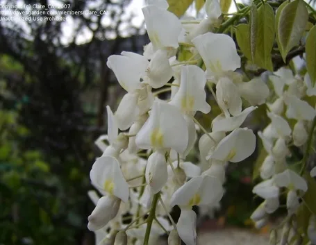 Glicine bianco in piena fioritura