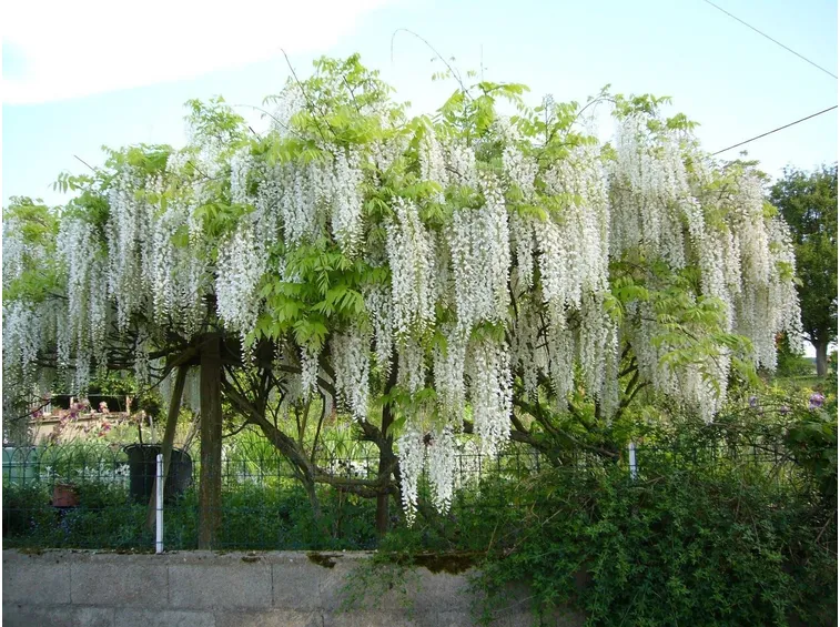 Pianta di glicine bianco