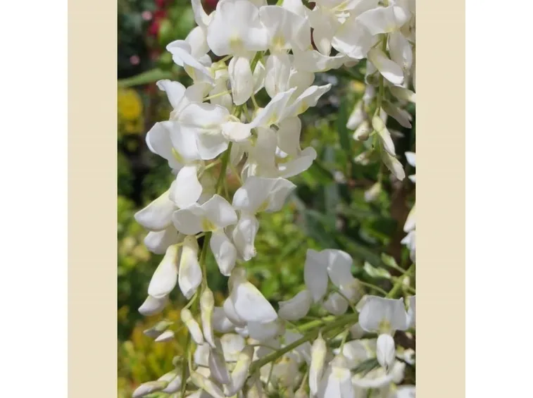 Fiori di glicine bianco