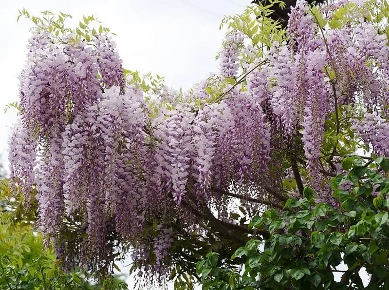 Fiori glicine