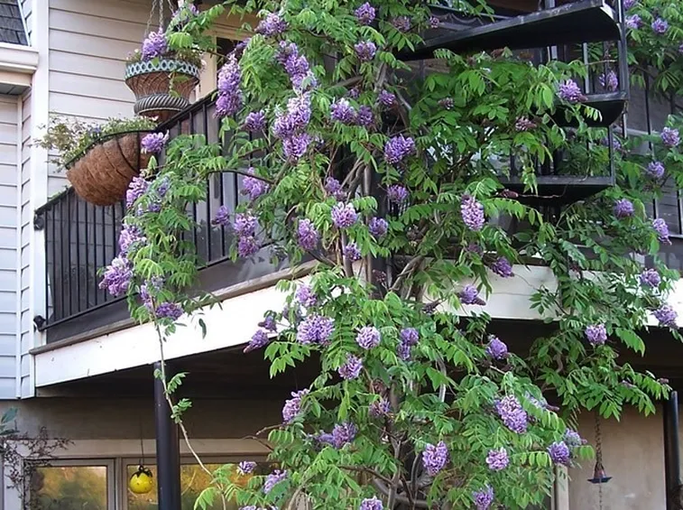 Glicine balcone