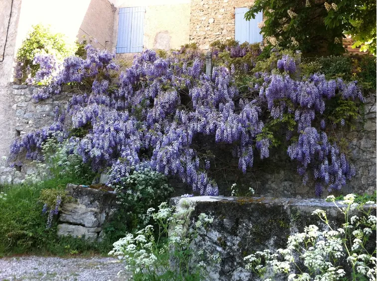 glicine fiorito
