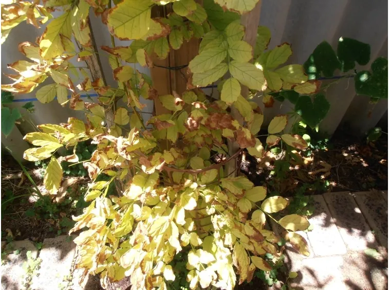 Pianta di glicine con clorosi