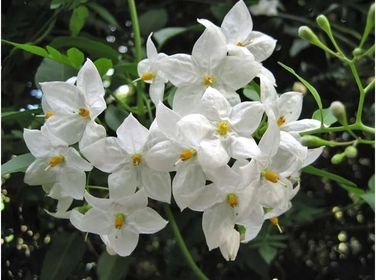 Gelsomino fiorito