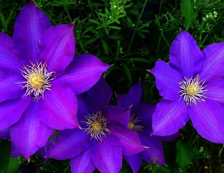 Fiori clematide