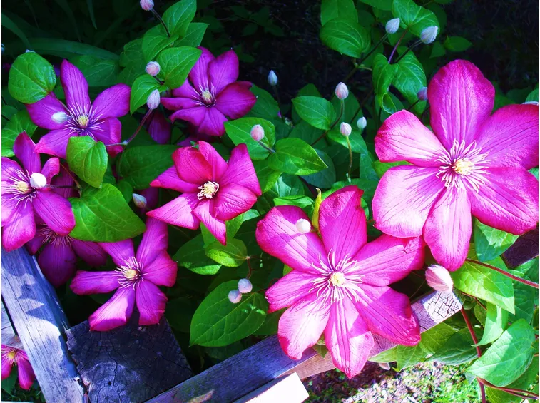 Fiore clematide