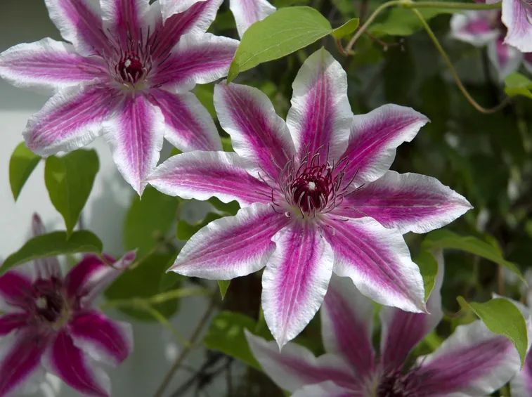 Fiori pianta rampicante