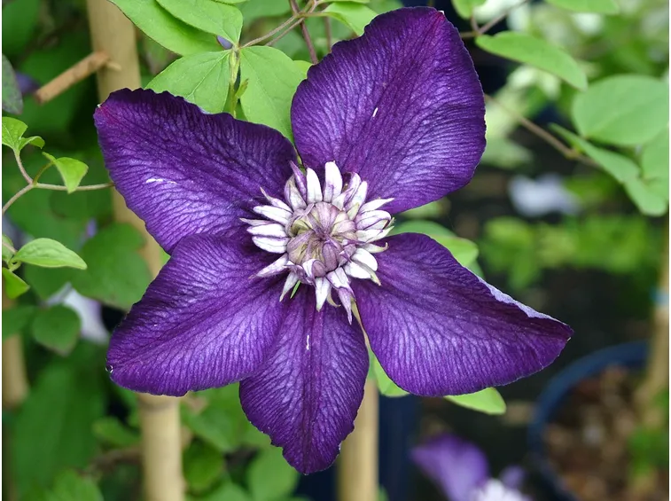 Fiore clematis