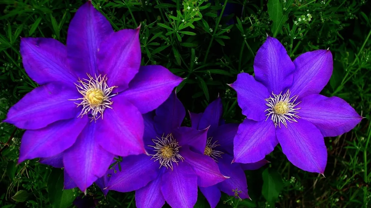 Fiori clematide