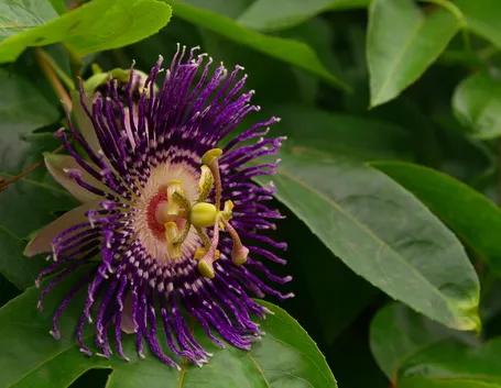 Fiore della Passiflora