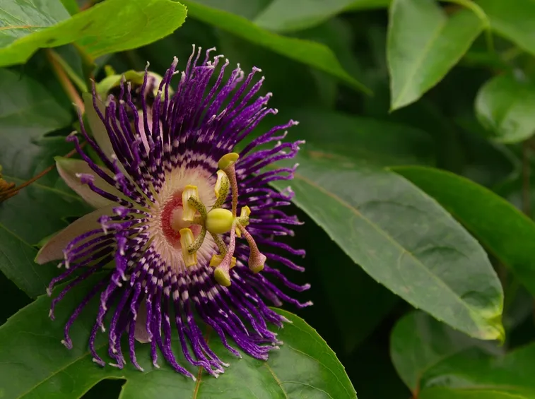 Fiore della Passiflora