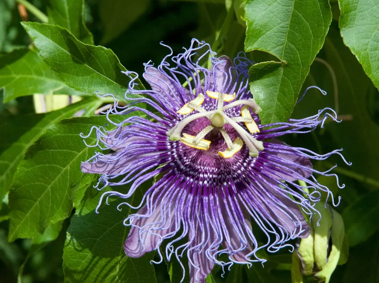 Esemplare di Passiflora