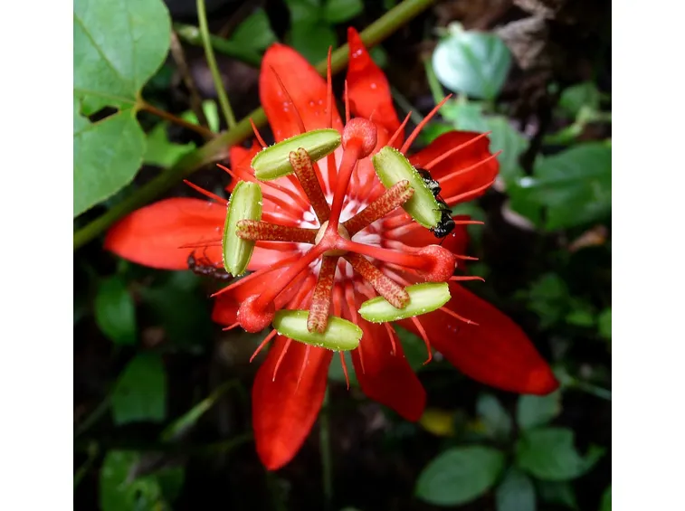Passiflora rossa