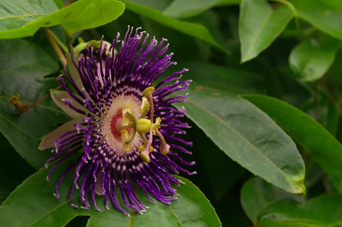 Fiore della Passiflora