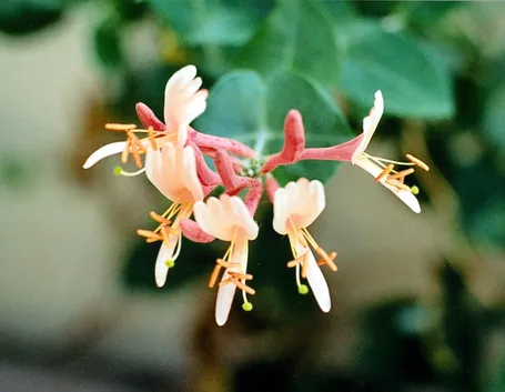 Dettaglio infiorescenze Lancera caprifolium.