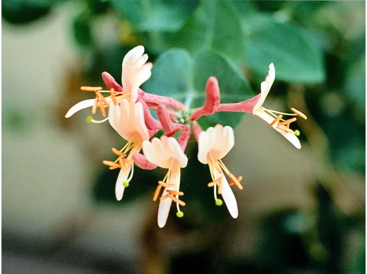 Dettaglio infiorescenze Lancera caprifolium.