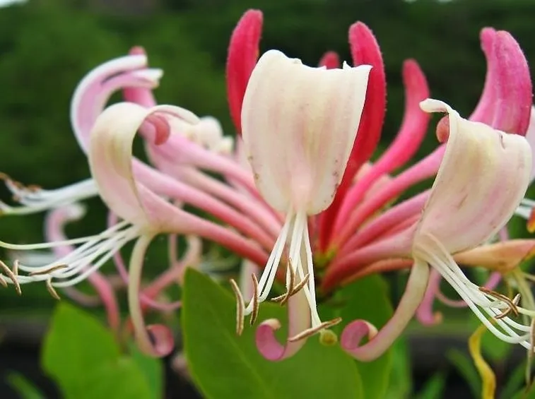 Lonicera caprifolium coltivata in piena terra.
