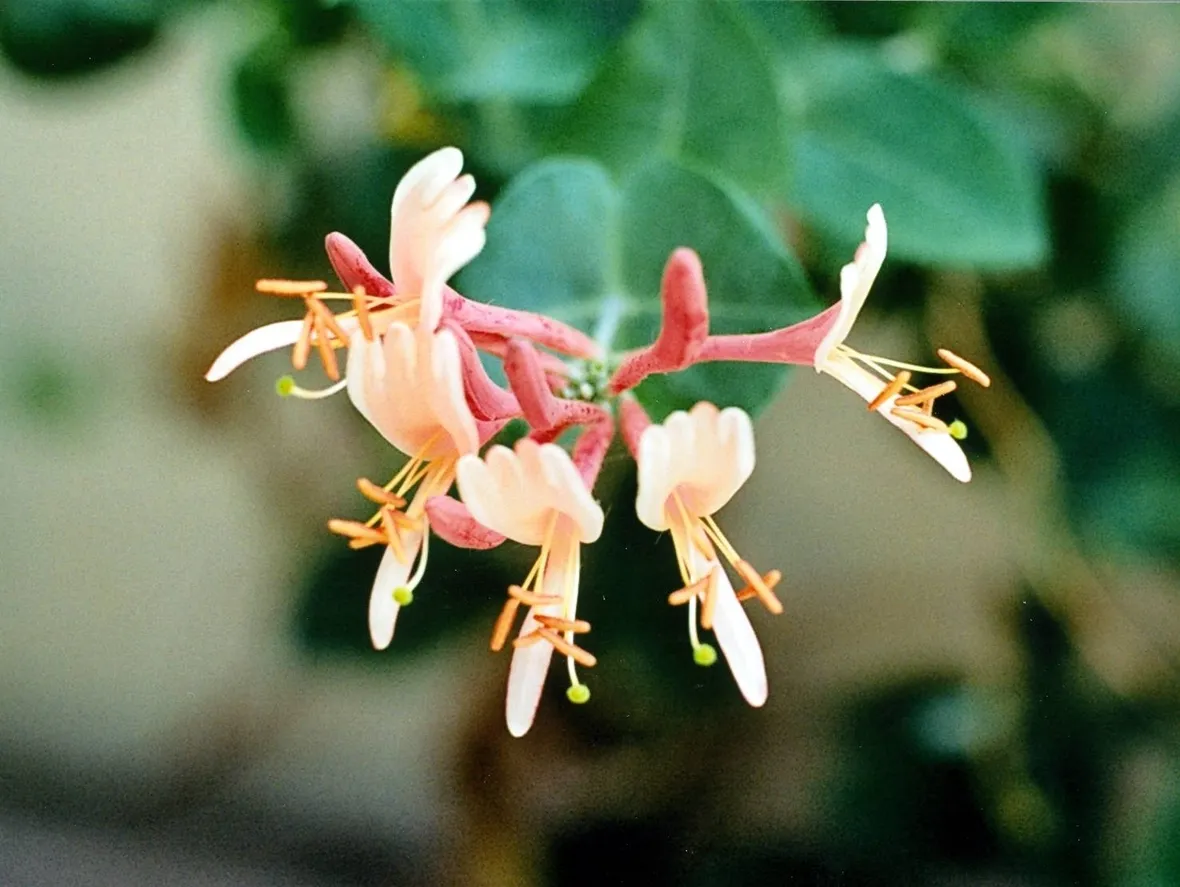 Dettaglio infiorescenze Lancera caprifolium.