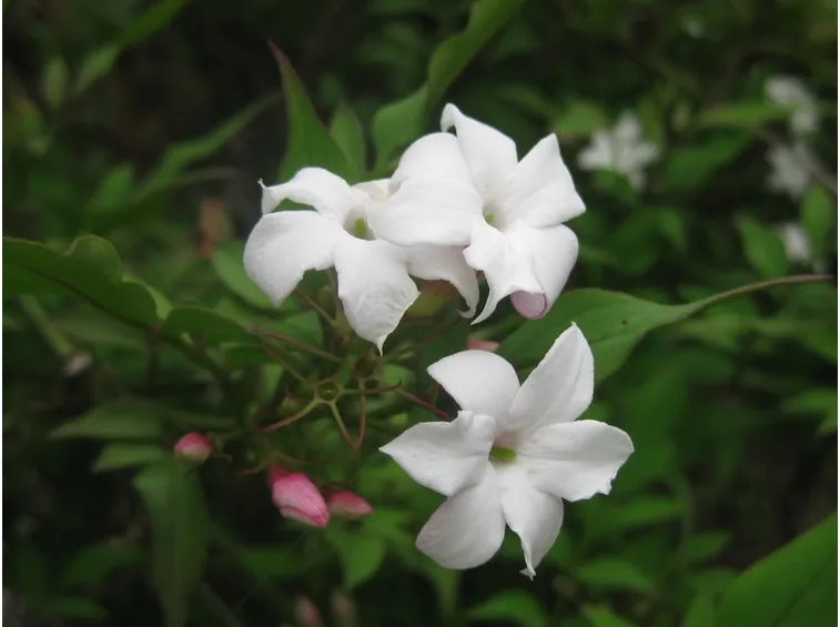Fiore mandevilla