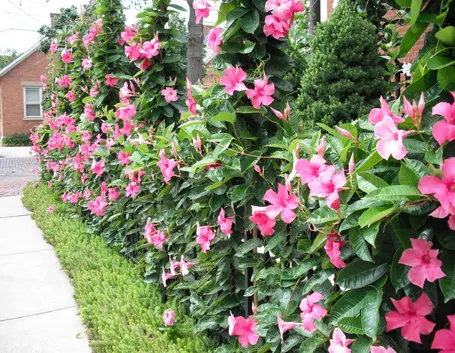 Mandevilla