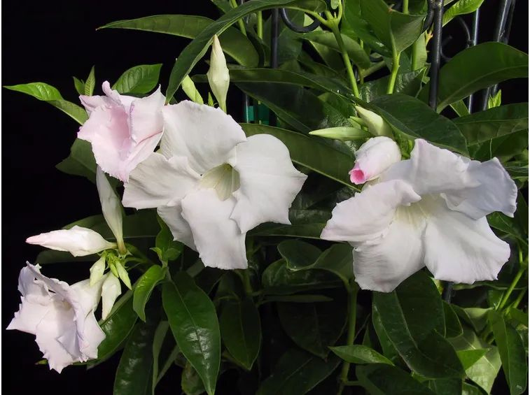 mandevilla bianca