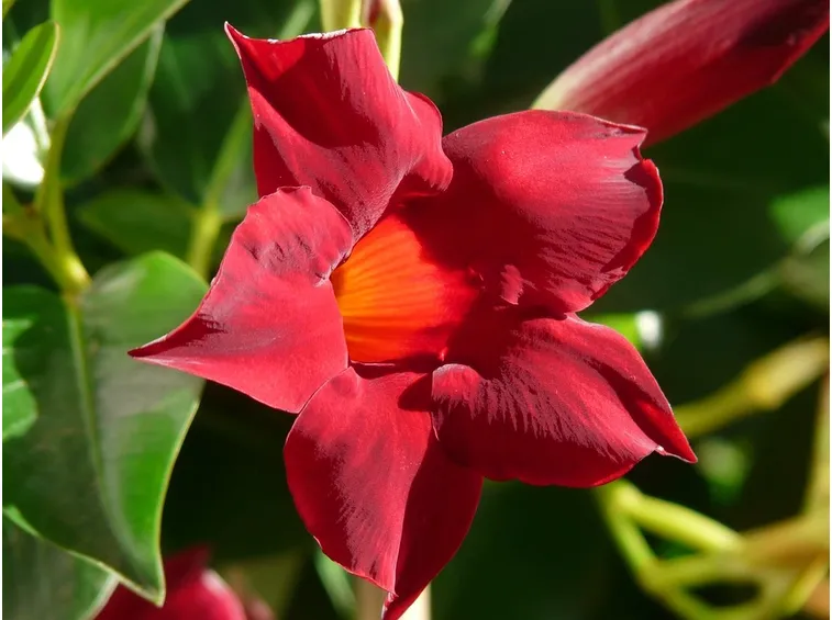 Mandevilla rossa
