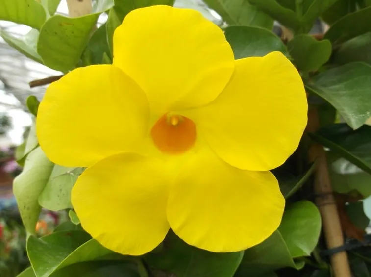 mandevilla gialla