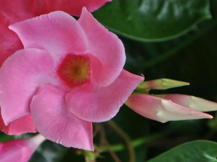 mandevilla rosa