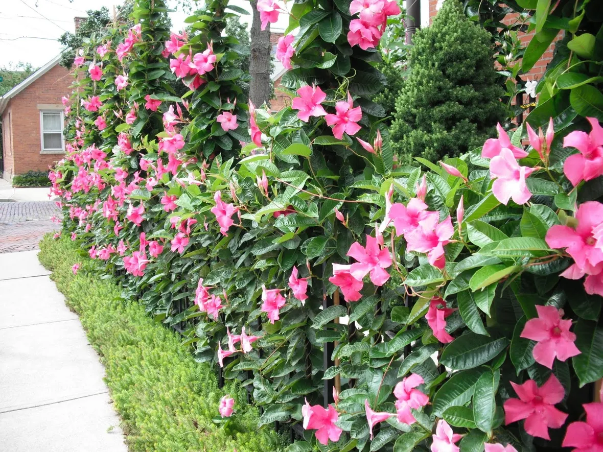 Mandevilla