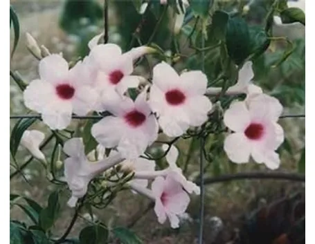 Pandorea