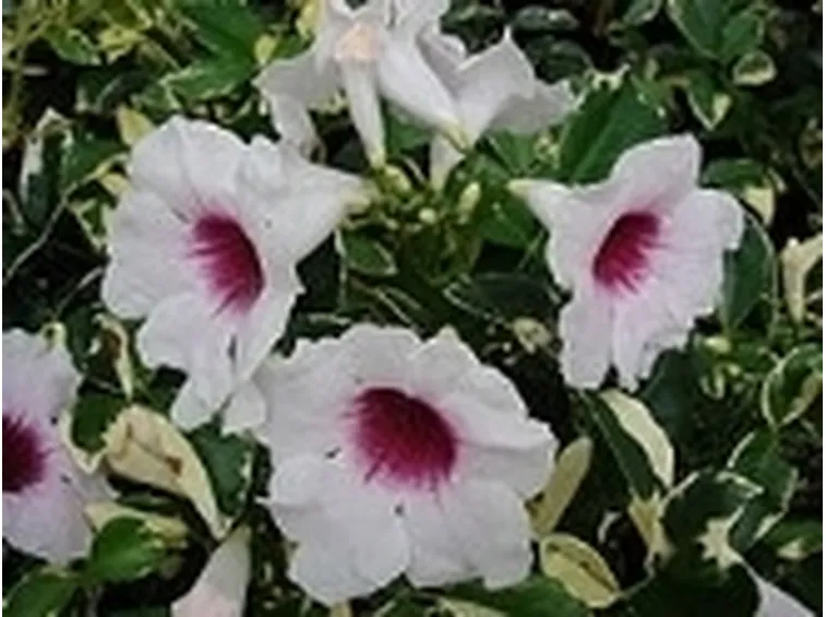 Pandorea2
