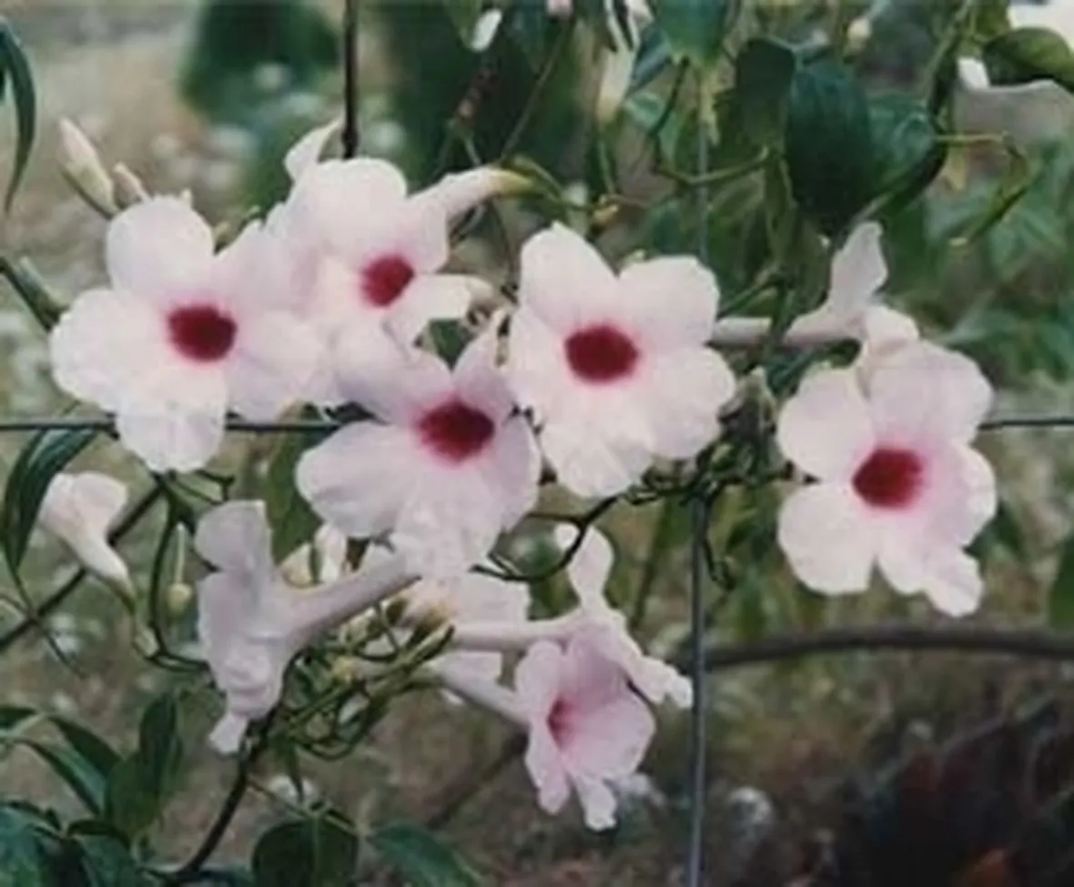 Pandorea