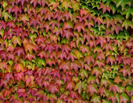 Parete di parthenocissus tricuspidata