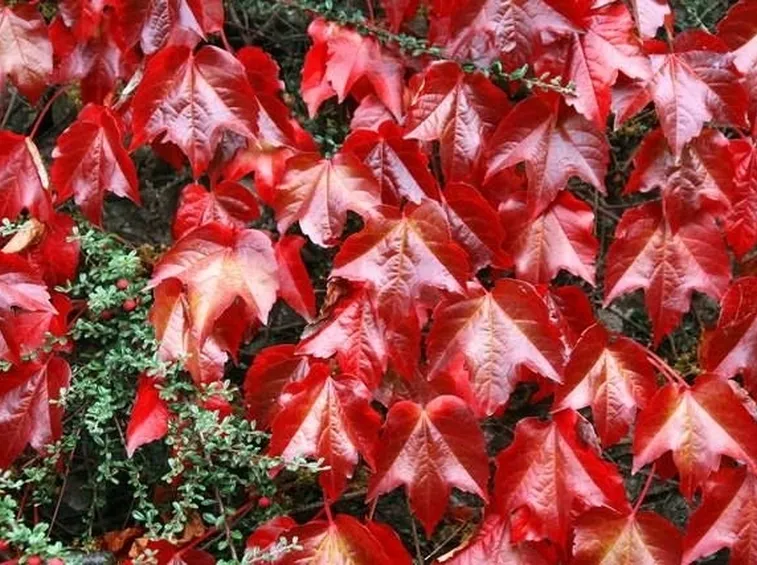 Colorazione delle foglie in autunno