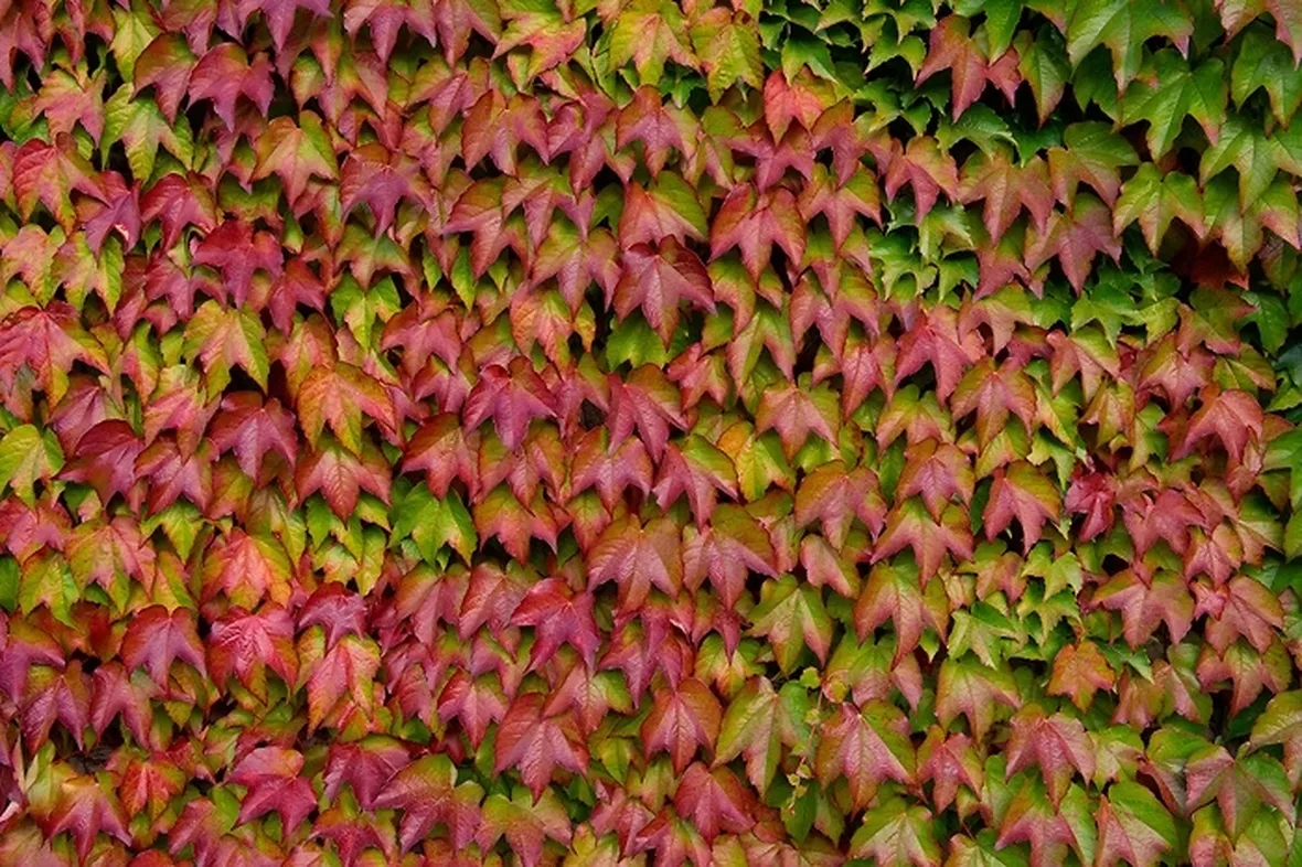 Parete di parthenocissus tricuspidata