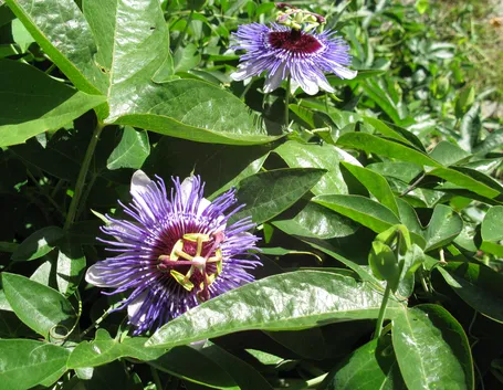 Passiflora
