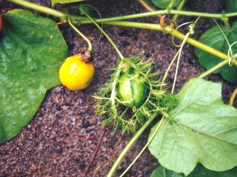 semi passiflora