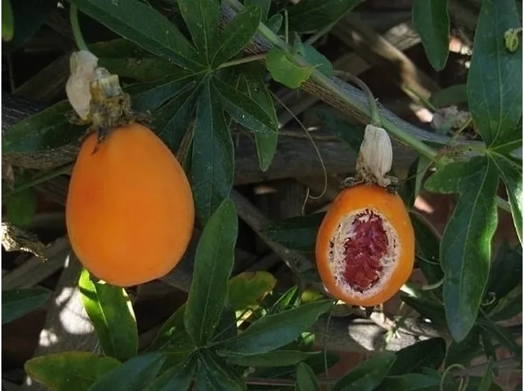 frutto passiflora