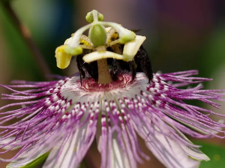 passiflora fiore